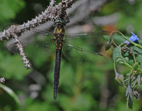 Female 
17 July 2016, UT